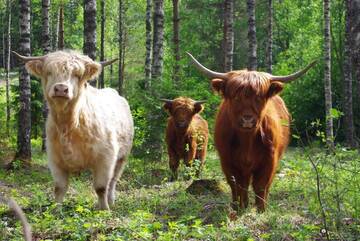Фото номера Дом для отпуска Дома для отпуска Isotalo Farm at enäjärvi lake г. Сало 50