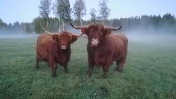 Фото номера Дом для отпуска Дома для отпуска Isotalo Farm at enäjärvi lake г. Сало 22