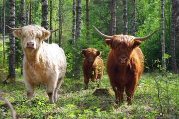 Фото номера Дом для отпуска Дома для отпуска Isotalo Farm at enäjärvi lake г. Сало 23